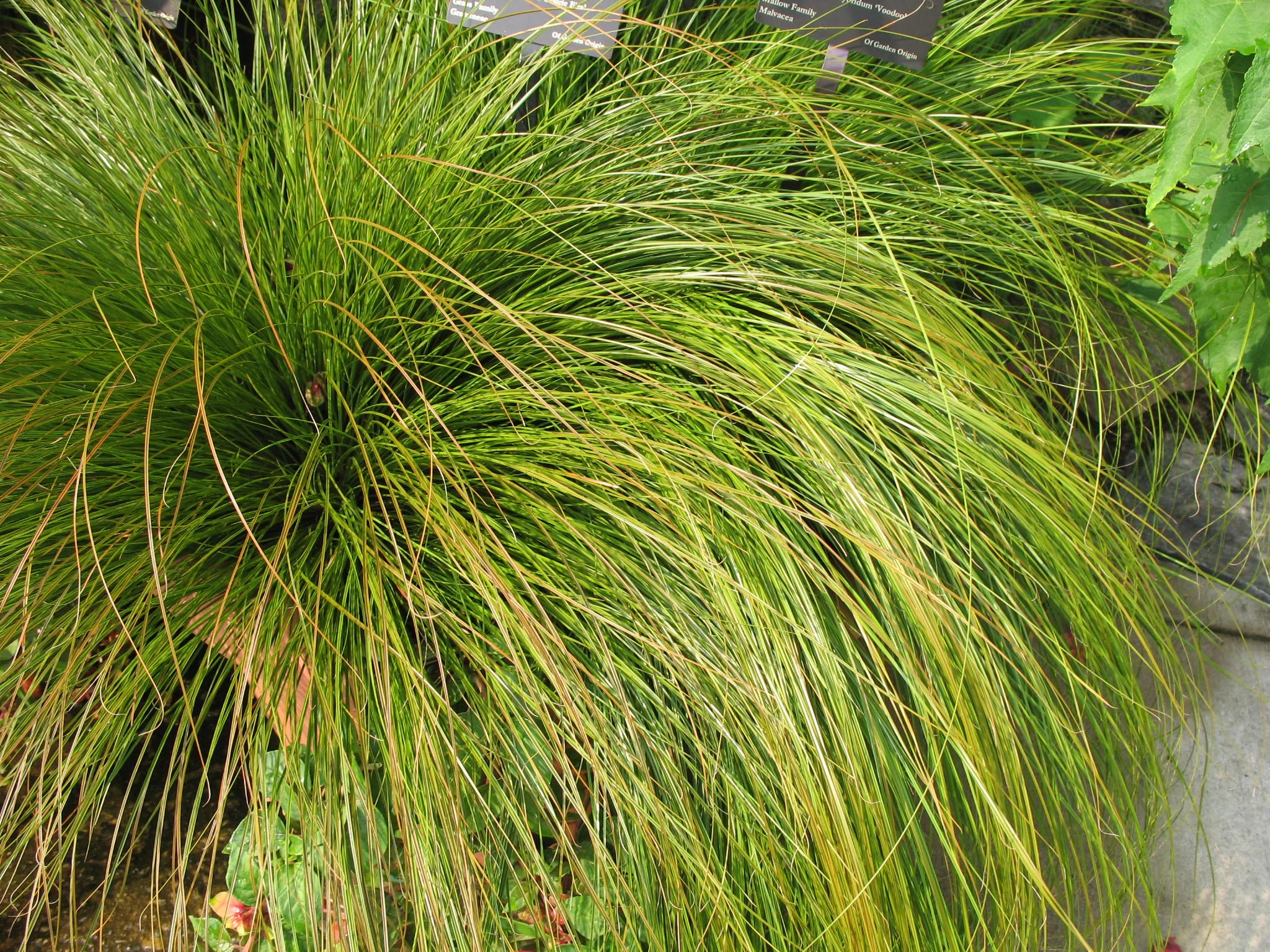 Carex Fire Prarie Spring 2.jpg