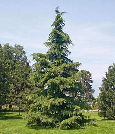 Cedrus deodara.jpg