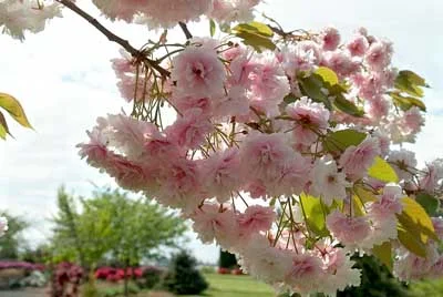 Cherry Kwanzan.jpg