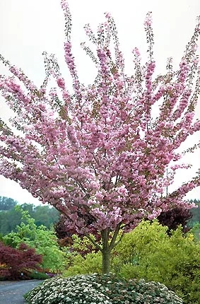 Cherry Kwanzan2.jpg