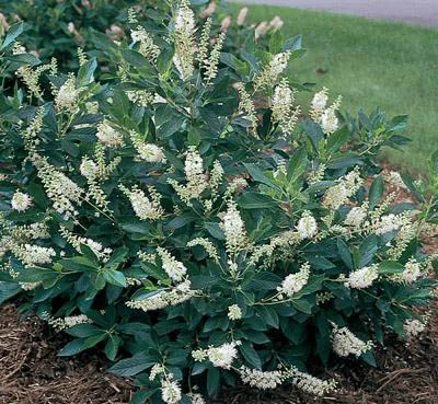 Clethra Hummingbird.jpg