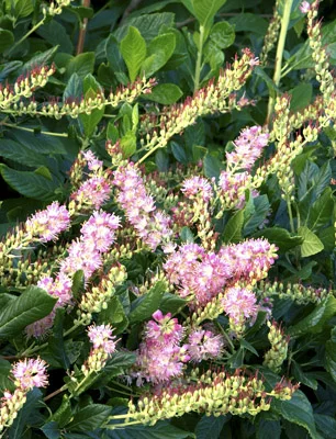 Clethra Ruby Spice2.jpg