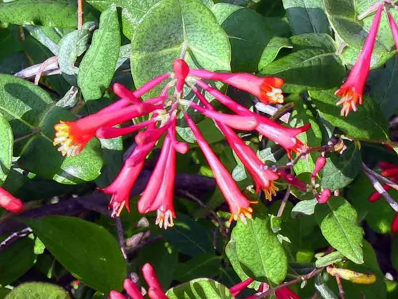 Coral Honeysuckle.jpg