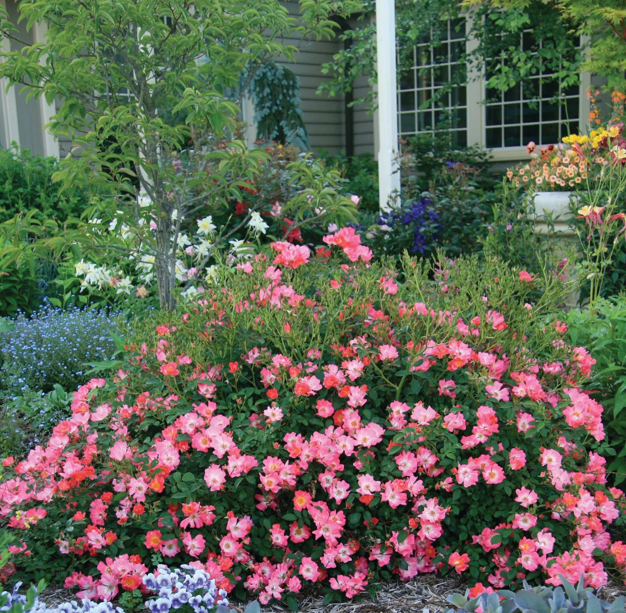 coral drift rose.jpg