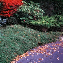 Cotoneaster Scarlet Leader2.jpg