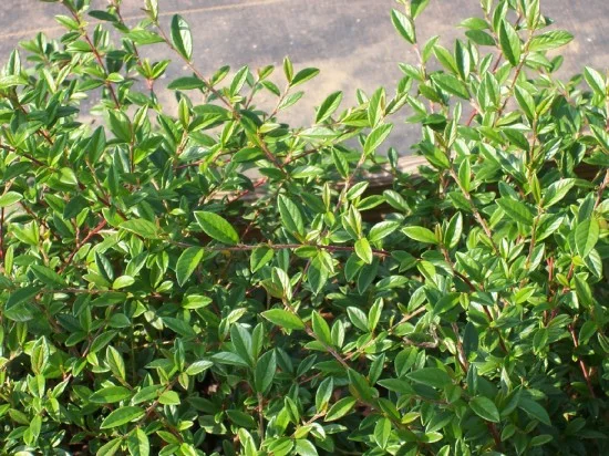 Cotoneaster Scarlet Leader3.jpg