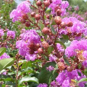 Crapemyrtle Catawba.jpg