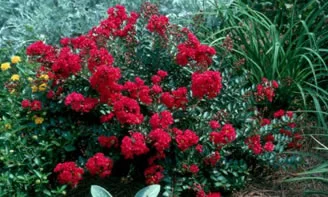 Crapemyrtle Razzle Dazzle.jpg