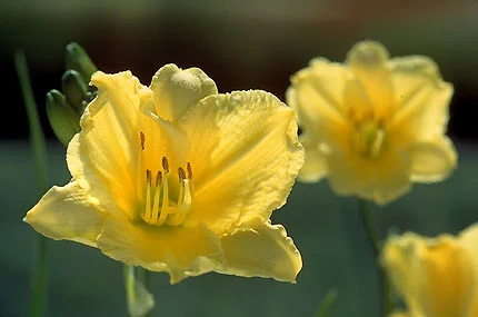 Daylily Happy Returns.jpg