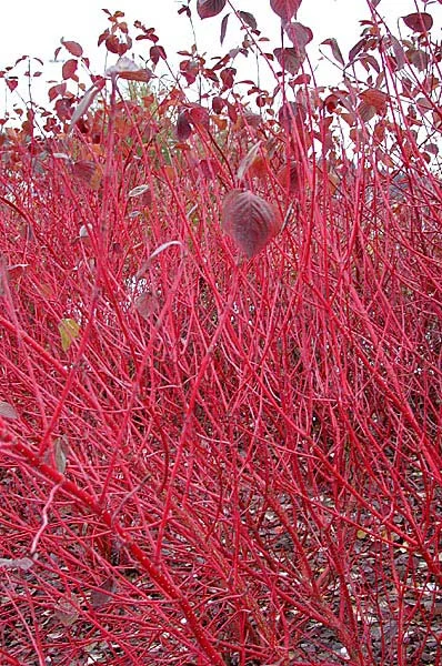 Dogwood Red Twig.jpg