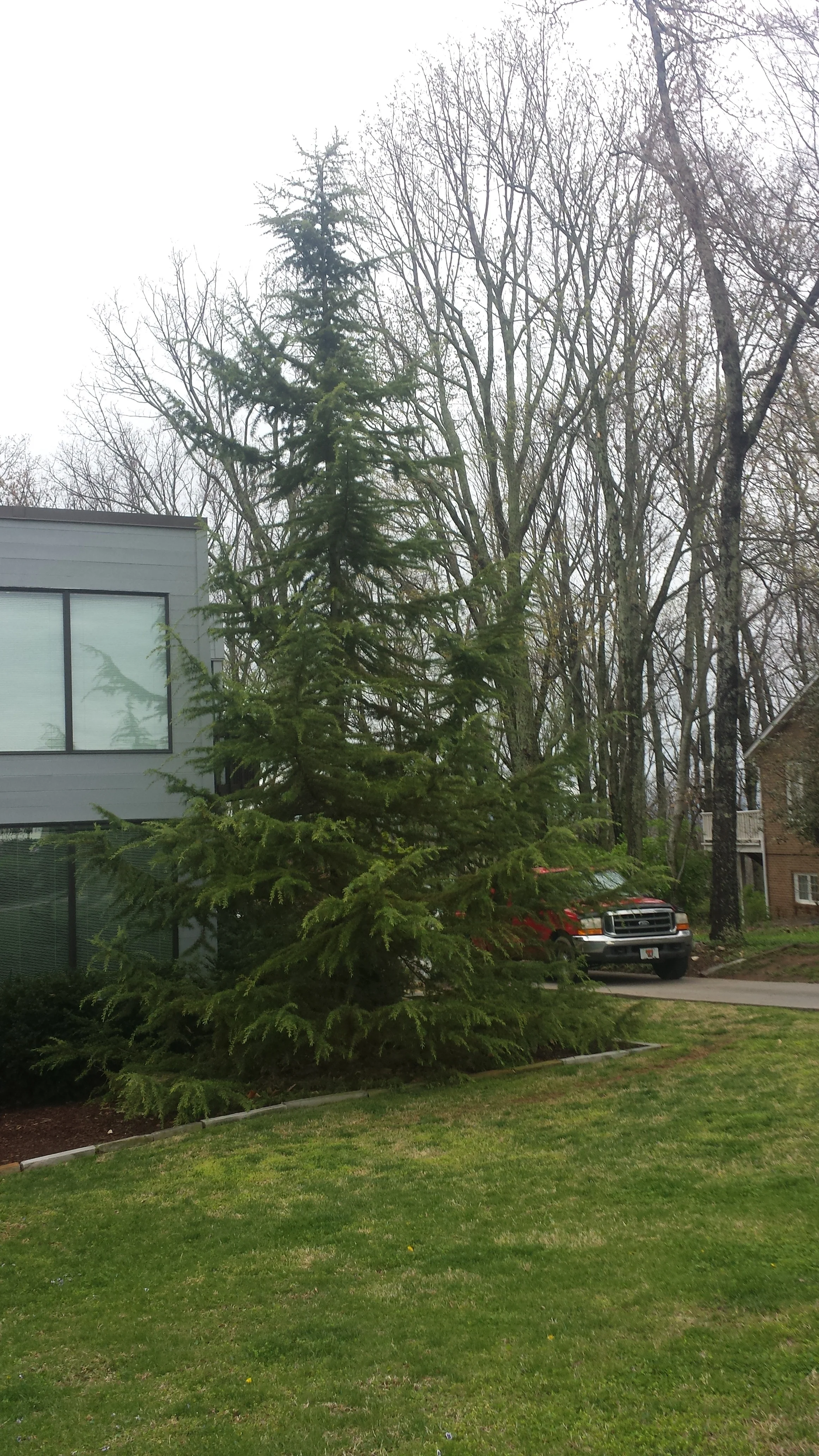 deodar cedar.jpg
