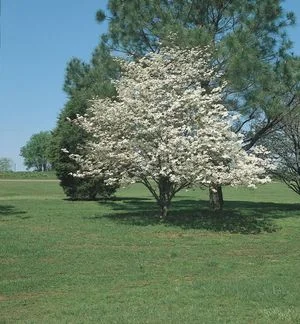 Dogwood.jpg