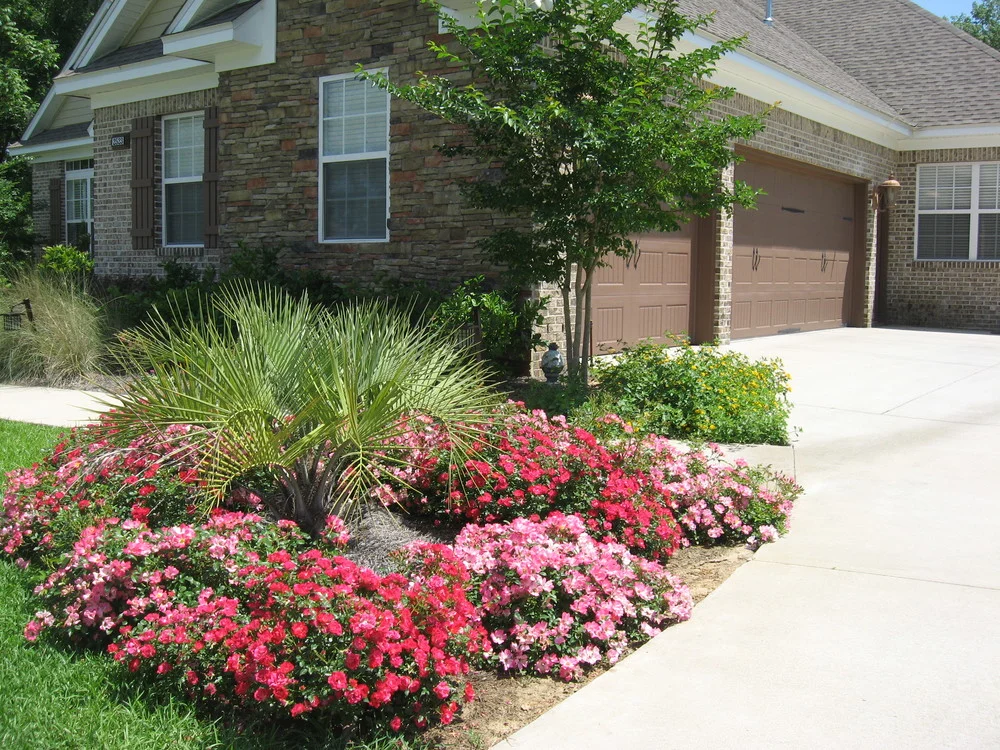 Drift-Rose-Red.jpg