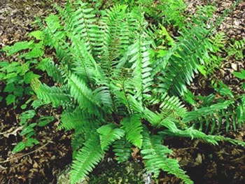 Fern Christmas.jpg