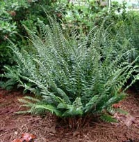 Fern Christmas2.jpg