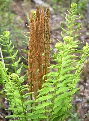 Fern Cinnamon2.jpg