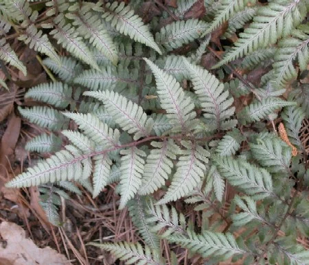 Fern Japanese Painted.jpg