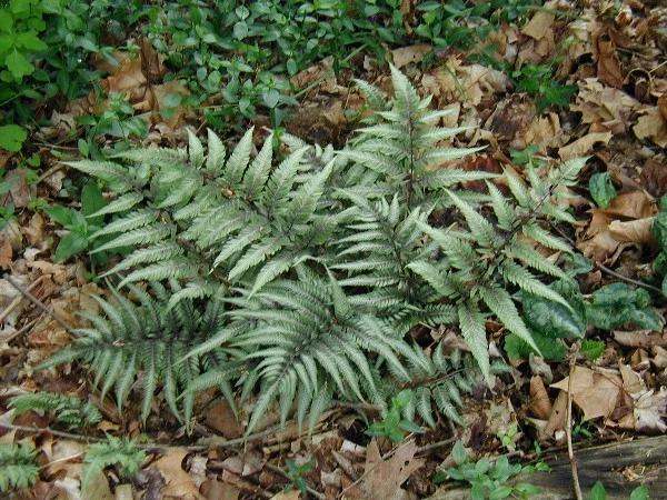 Fern Japanese Painted3.jpg