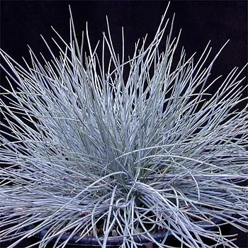 Fescue Elijah Blue2.jpg