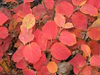 Fothergilla Mt Airy (Fall).jpg