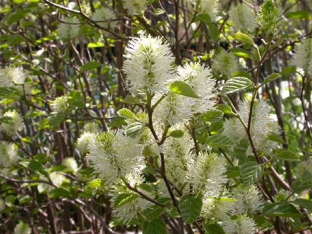 Fothergilla Mt Airy (Spring).jpg