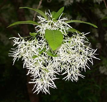Fringetree3.jpg