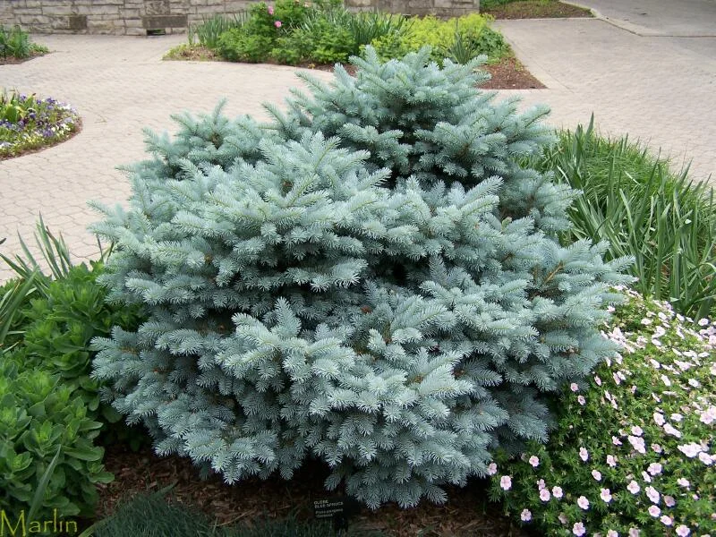 Globosa Blue Spruce.jpg