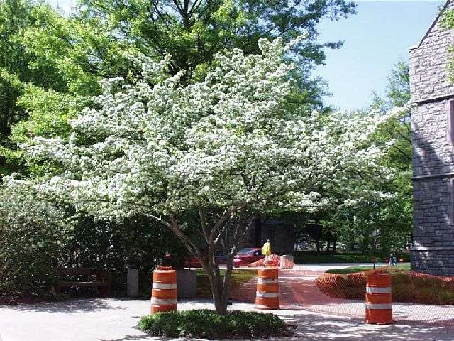 Hawthorn Winter King.jpg