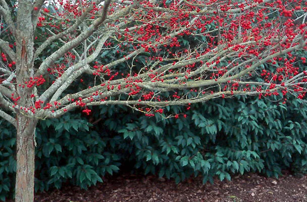 Hawthorn Winter King2.jpg