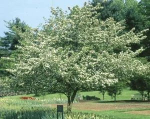 Hawthorn Winter King3.jpg