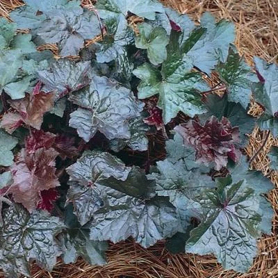 Heuchera Palace Purple2.jpg