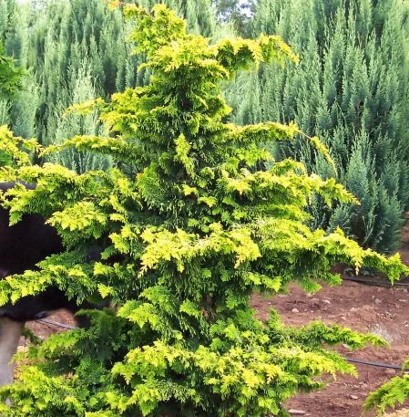 Hinoki Cypress Golden Fernspray.jpg