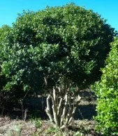Holly Burford (Tree Form).jpg