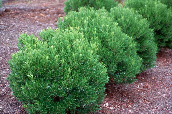 Holly Inkberry Shamrock.jpg