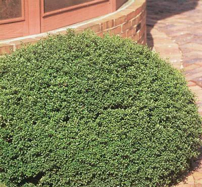 Holly Soft Touch.jpg