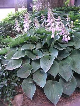 Hosta Halcyon 2.jpg