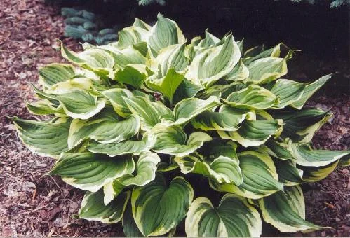 Hosta Variegata.jpg