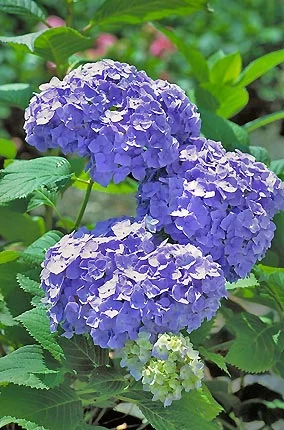 Hydrangea Nikko Blue.jpg