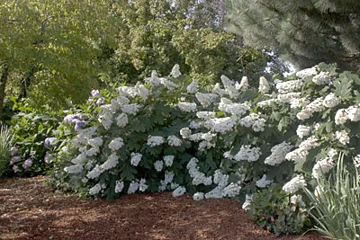 Hydrangea Oakleaf Alice.jpg