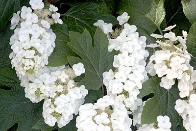 Hydrangea Oakleaf Alice2.jpg
