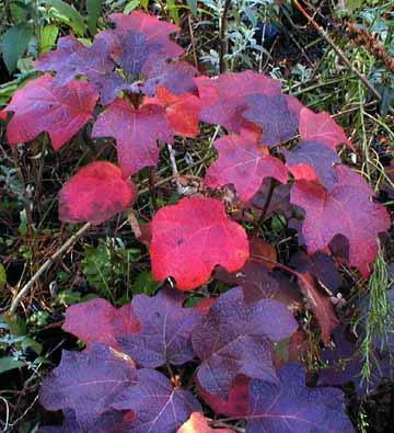 Hydrangea Oakleaf Fall.jpg