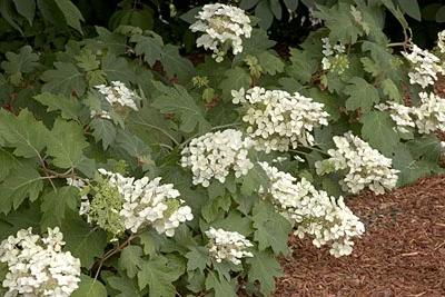 Hydrangea Oakleaf Pee Wee.jpg