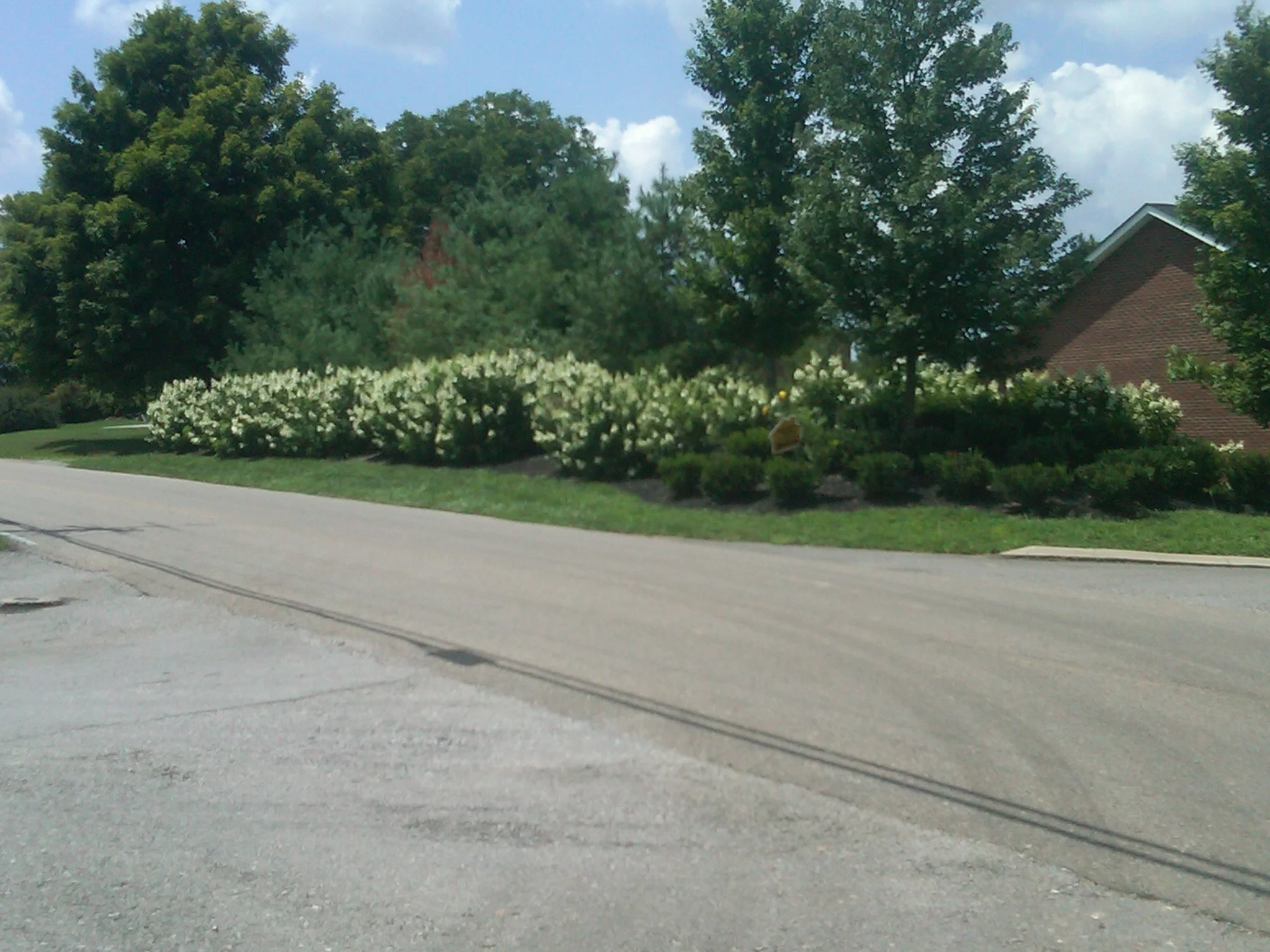 Hydrangea Panicle Mass Planting.jpg
