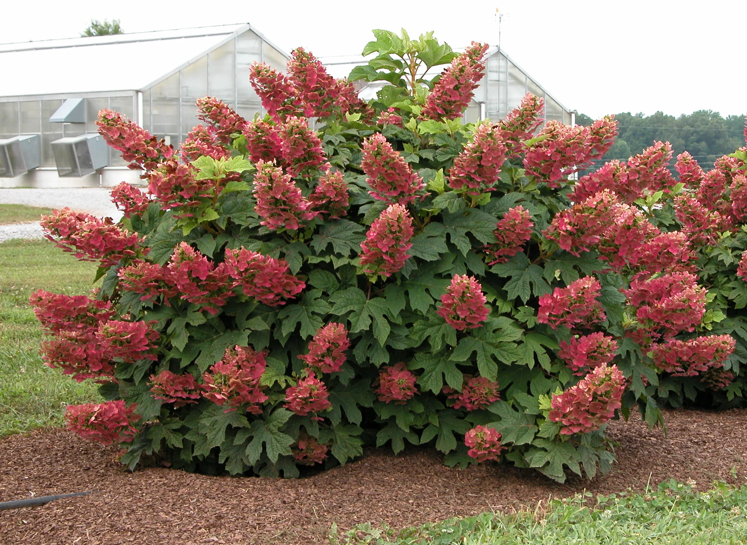 Hydrangea Oakleaf Ruby Slippers.jpg