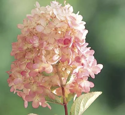 Hydrangea Pee Gee.jpg