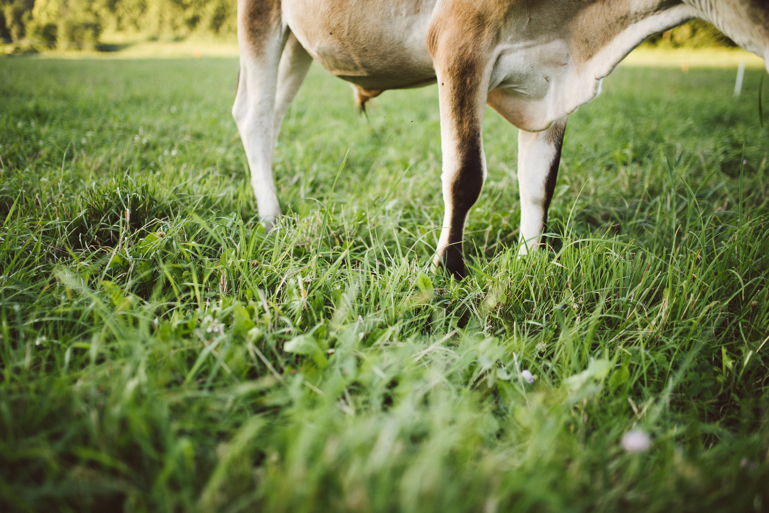 Cate_Family_Farm_Wisconsin-64.jpg