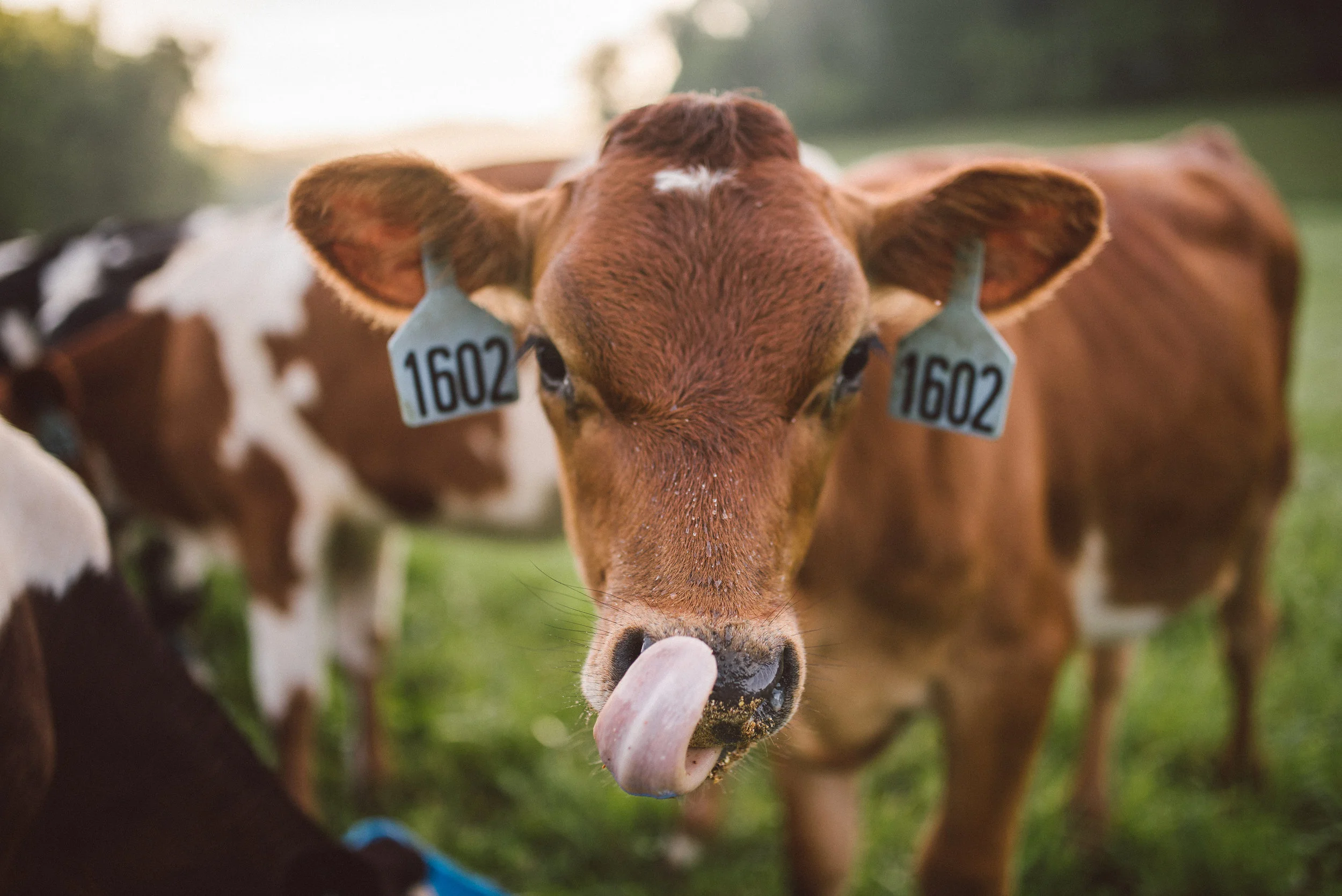 Cate_Family_Farm_Wisconsin-133.jpg