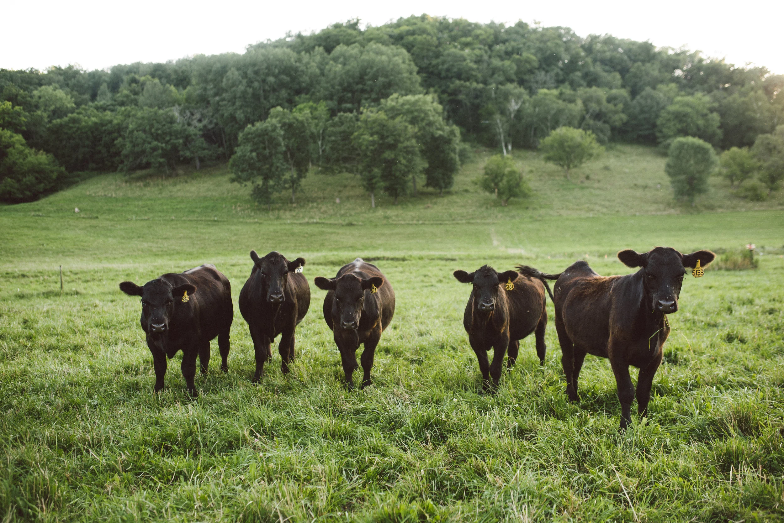 Cate_Family_Farm_Wisconsin-3.jpg