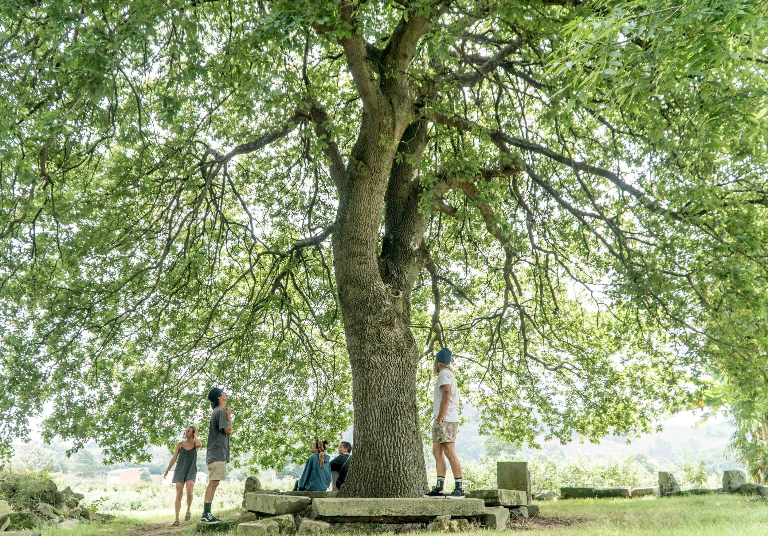 Squarespace Gallery Tree.jpg