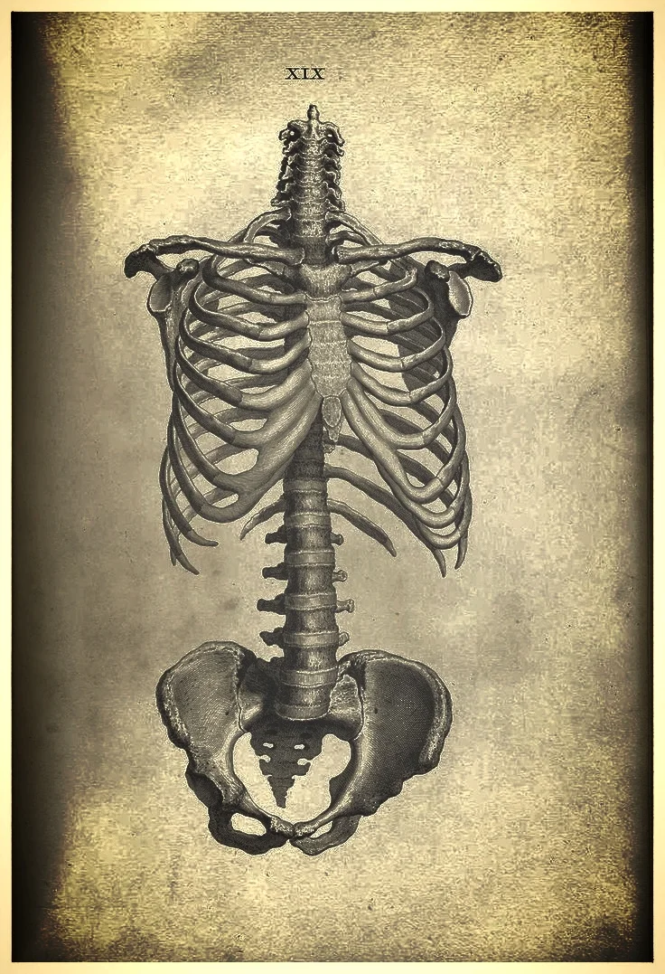 spine 002.jpg